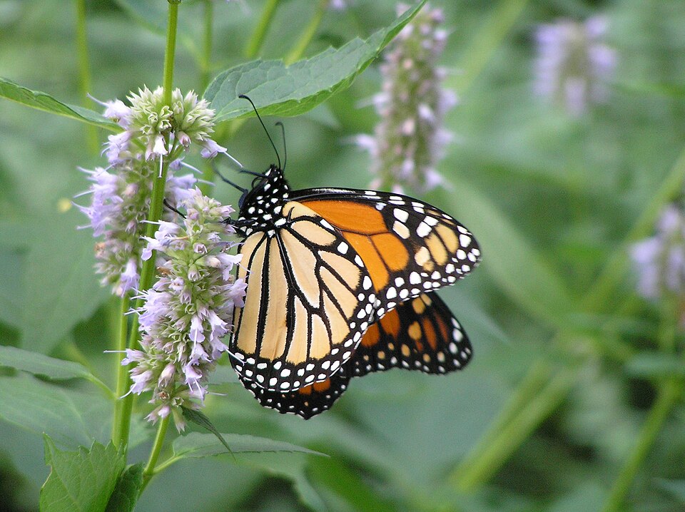 A monarch butterfly with orange and black wings resting on purple flowers