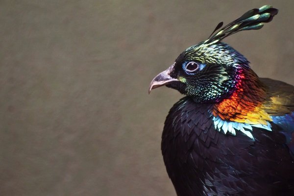 Himalayan Monal