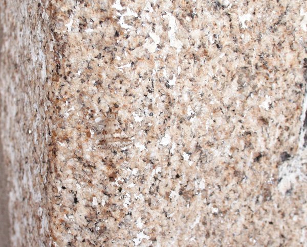Animal Camouflage 6