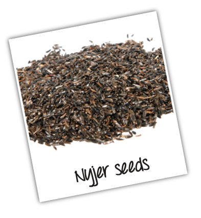 NyjerSeedsPolaroid