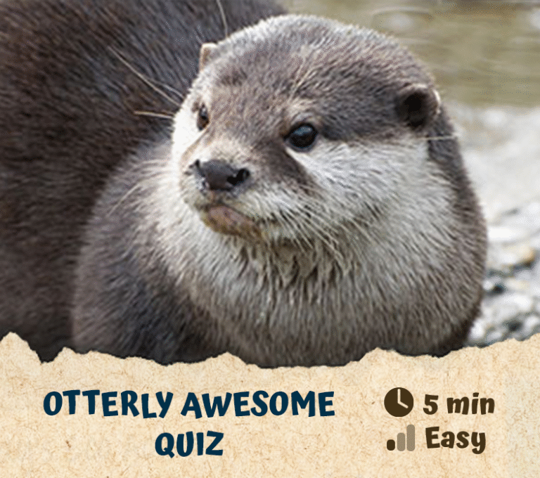 Otterly Awesome Quiz