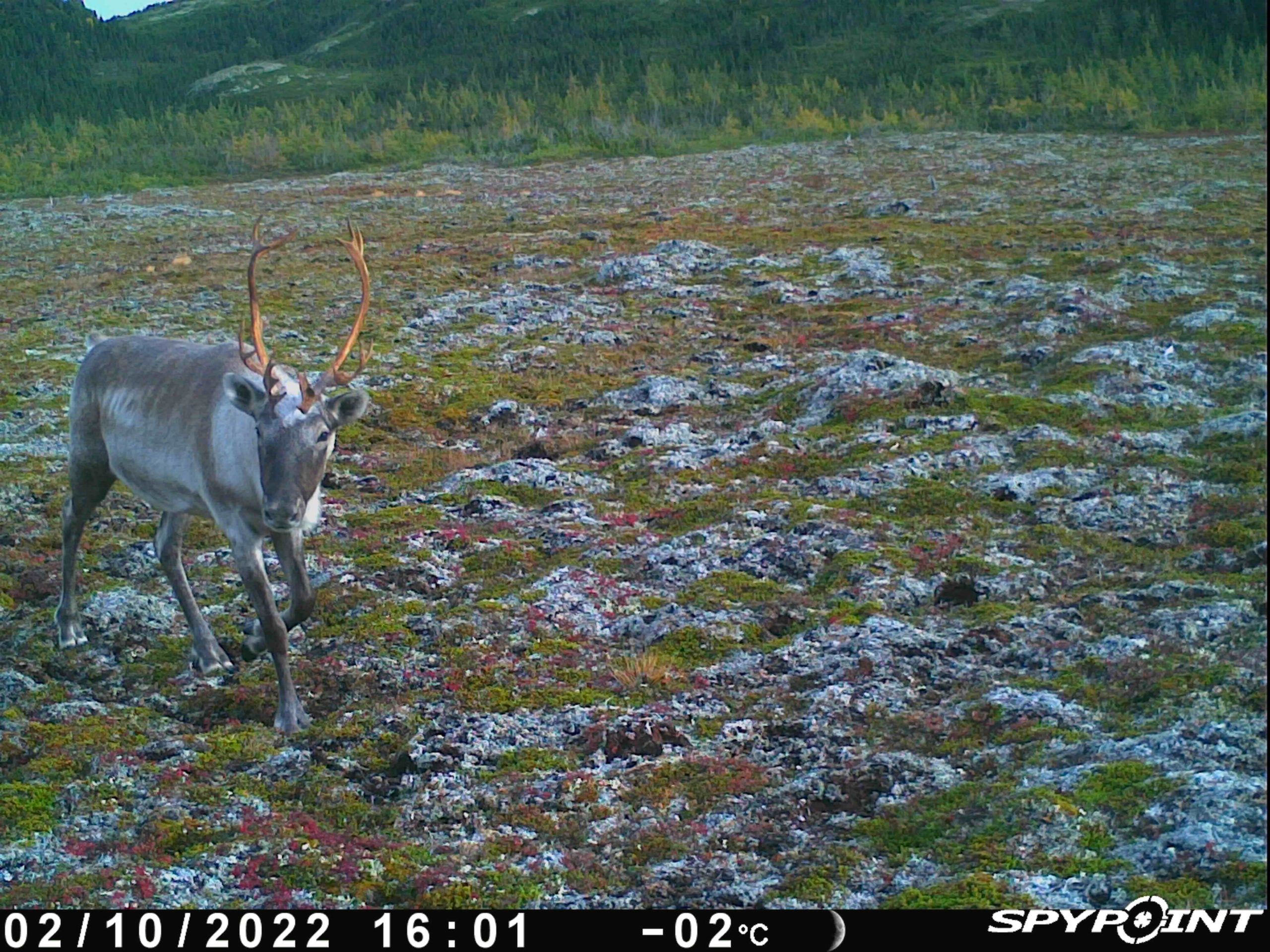 CariBOU-YAH! An Adventure in the Permafrost Peatlands with Yifeng
