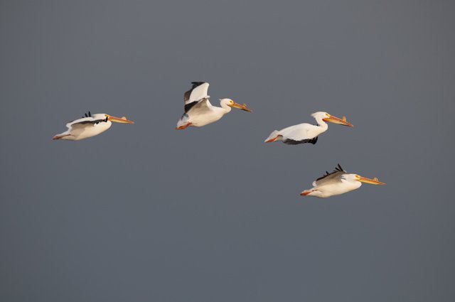 Tood Kemper © Environment Canada - Pelican flight