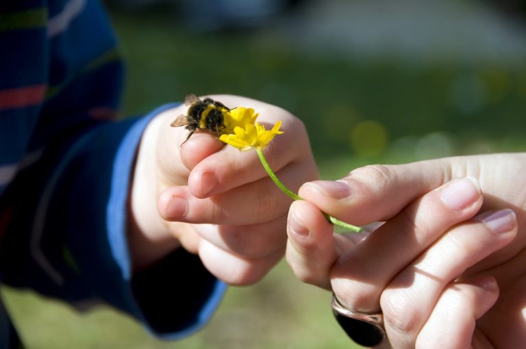 Let’s Celebrate National Pollinators Month!
