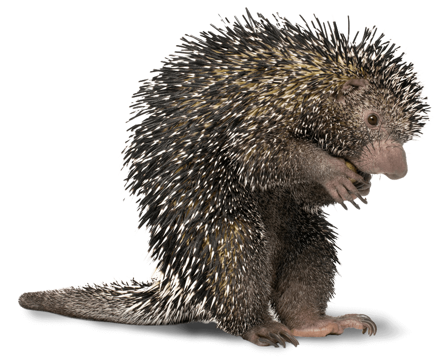 Porcupine Porcupine