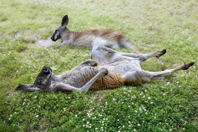 Pawsitively Hilarious Jokes #54