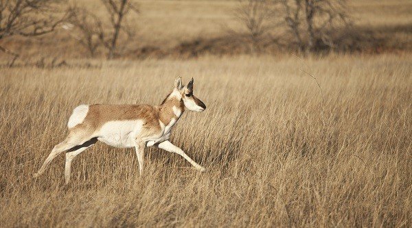 pronghorn antelope