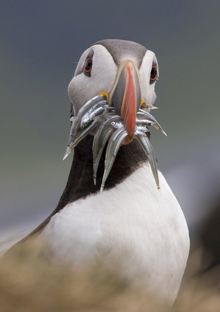Puffin_EN