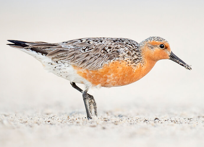 Have You Not Heard of a Red Knot?!