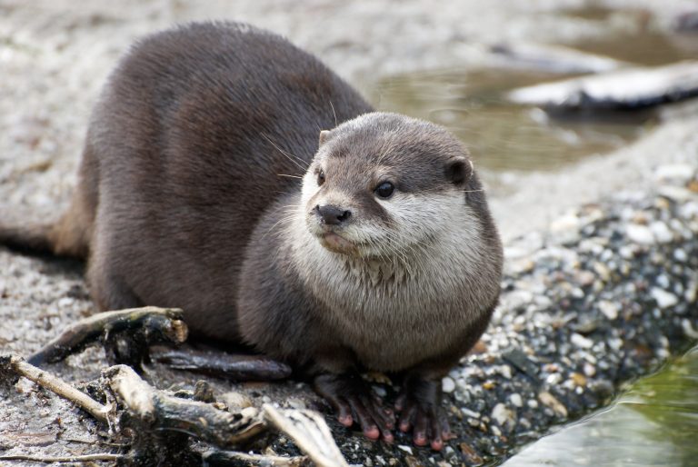 Wrapping up an otterly amazing year!
