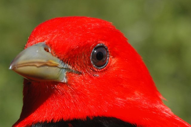 © Charles Francis – Scarlet Tanager