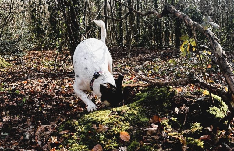 I Spy…a Scavenger Hunt Showdown!
