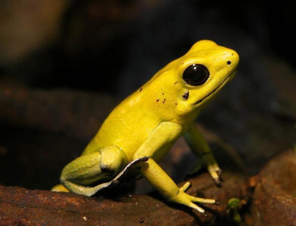 Golden poison dart frog