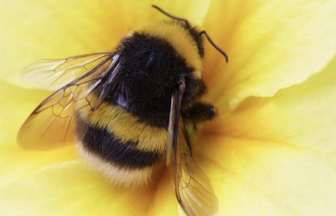 Take the quiz: Which bee would YOU be?