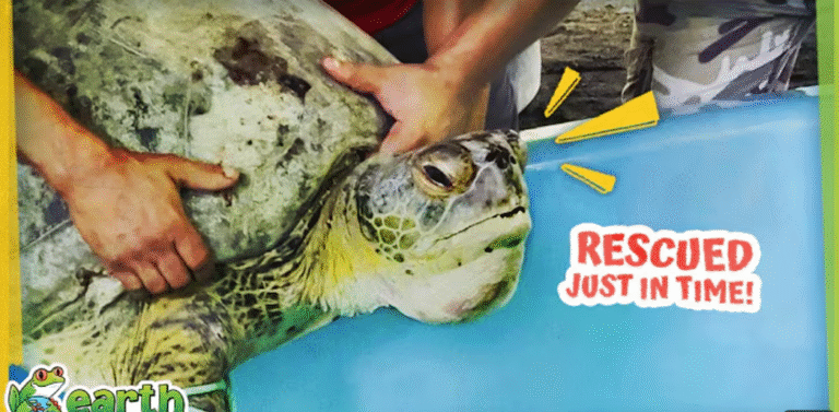 26 Sea Turtles Saved From Poachers!