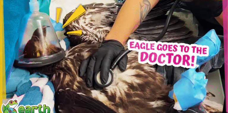 Can Rescuers Save This Eagle?