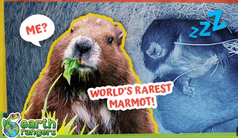 Fewer Than 30 Wild Marmots Left Until Heroes Arrived