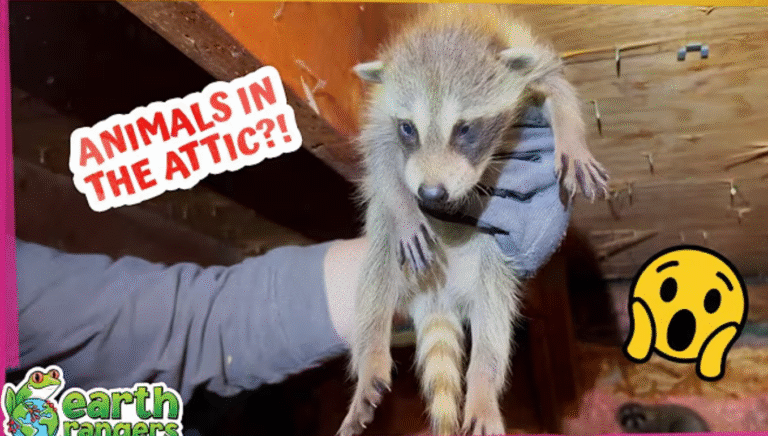 Why Are Wild Animals Living Inside People’s Houses?!