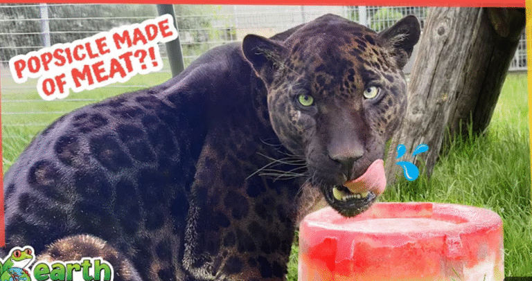 Rescued Jaguar Eats Popsicles Made of Meat?!