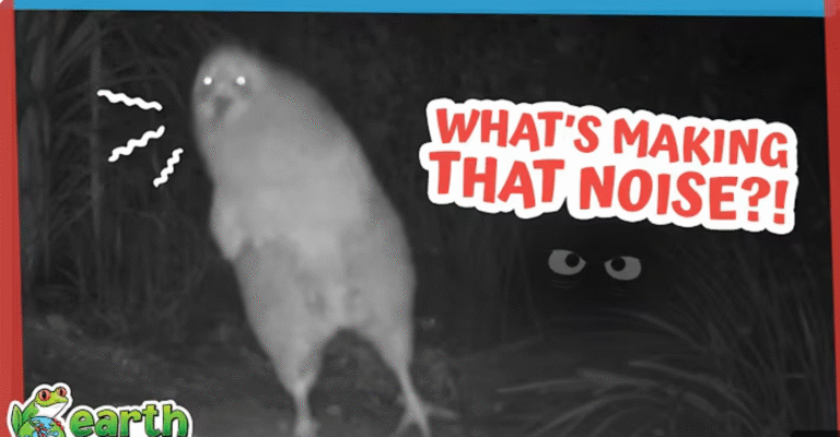Some Strange Animal Is Screaming In The Dark! 