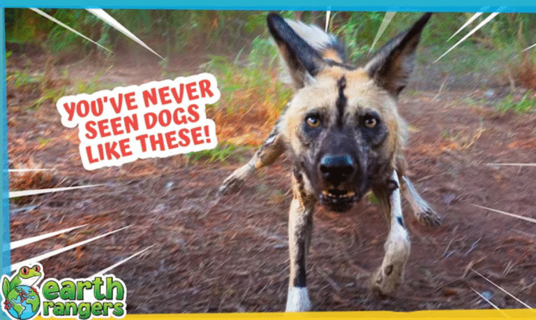 What Kind of Dog Is This?!