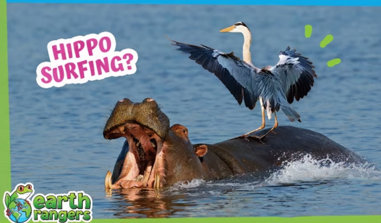 Is This Bird Surfing on a Hippo?