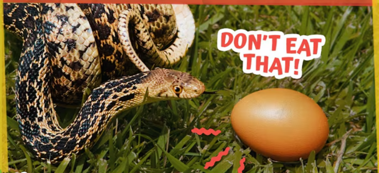 Snake Ate Something Really Bad and Needs a Special Operation!