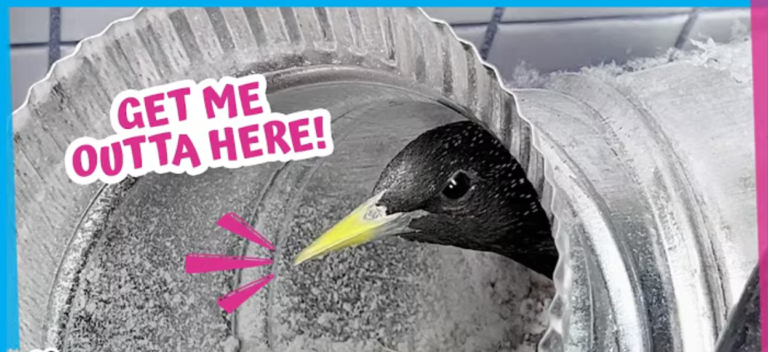 Help! A Wild Bird Is Trapped In A Dryer Vent!