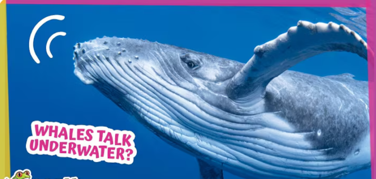 Why Are These Whales Blowing Bubbles?