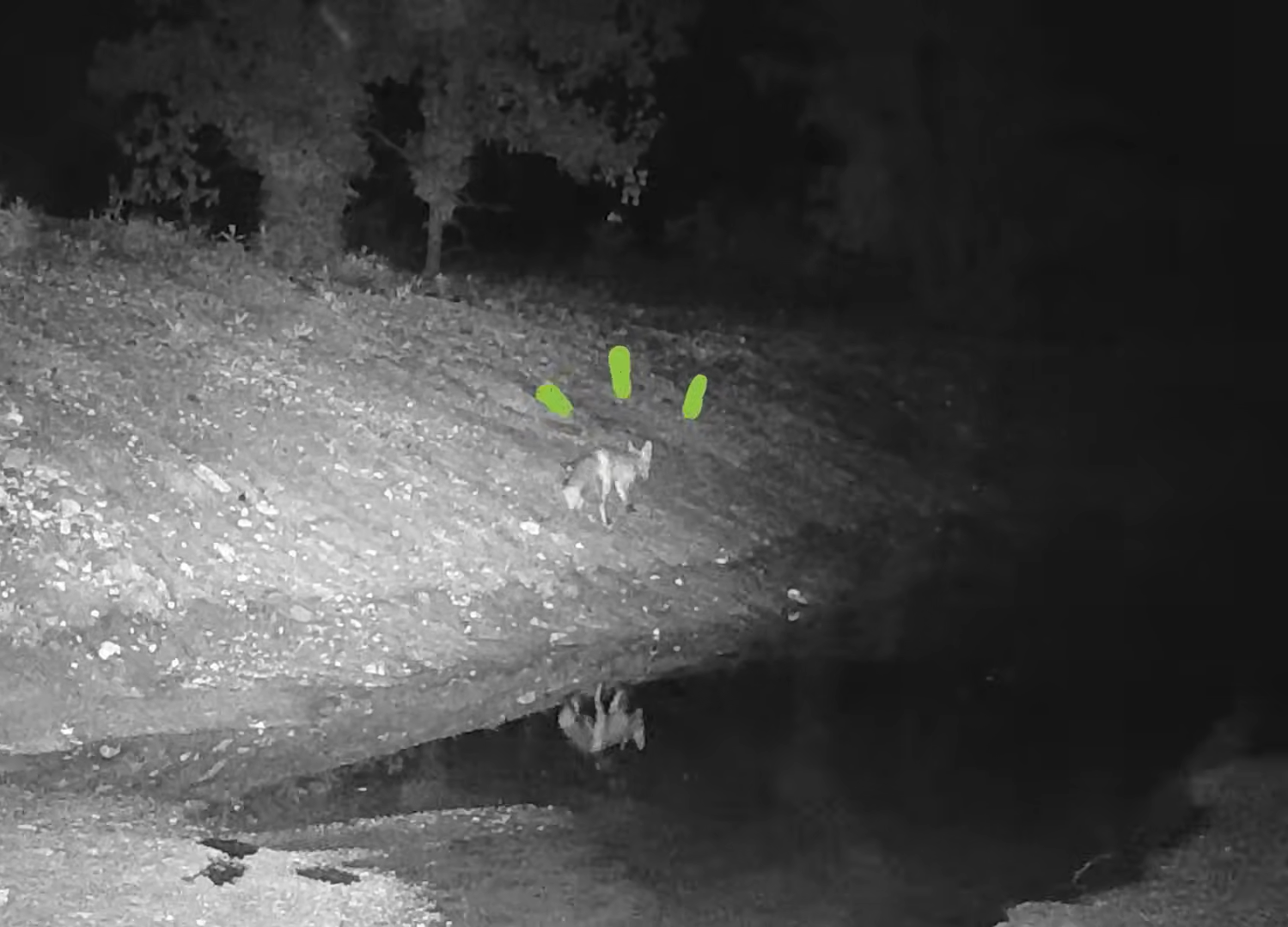 These Baby Foxes Are Going to Fox School - Earth Rangers