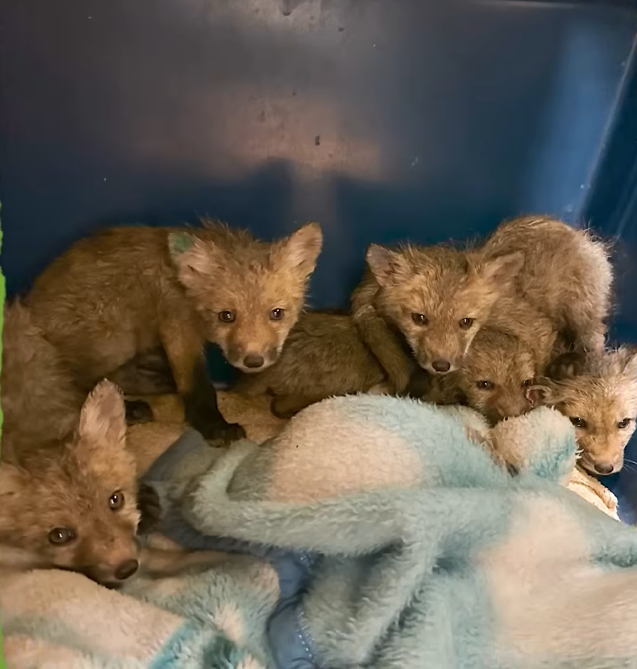 These Baby Foxes Are Going to Fox School - Earth Rangers