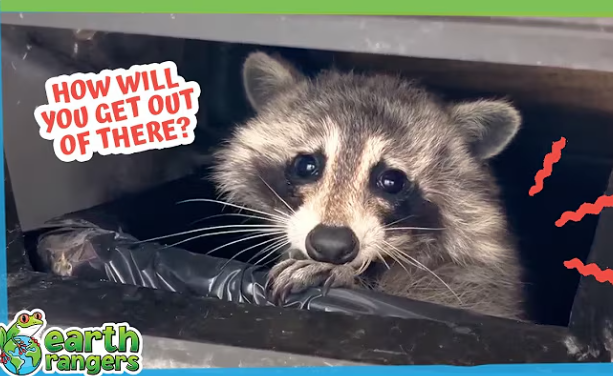 How Will They Get the Animals Out of the House?