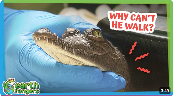 Will This Crocodile Ever Walk Again?