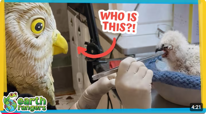 What Secret Is Hiding Behind This Bird Mask?