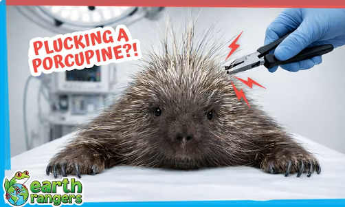 They Had to Remove This Porcupine’s Quills!