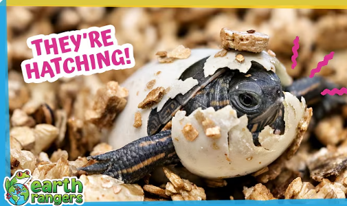 Where Did All These Baby Turtles Come From?!