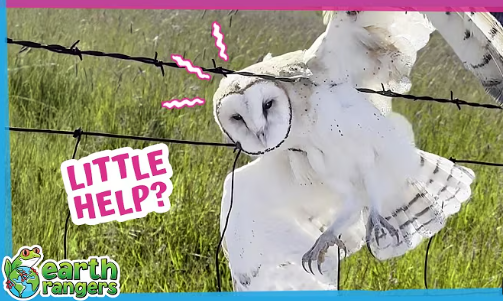 This Owl Was Trapped on Barbed Wire Until Heroes Arrived