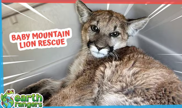 Baby Mountain Lion Needed More Than Just a Cast