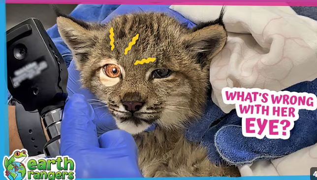 Baby Lynx Emergency! Can Rescuers Save Her?