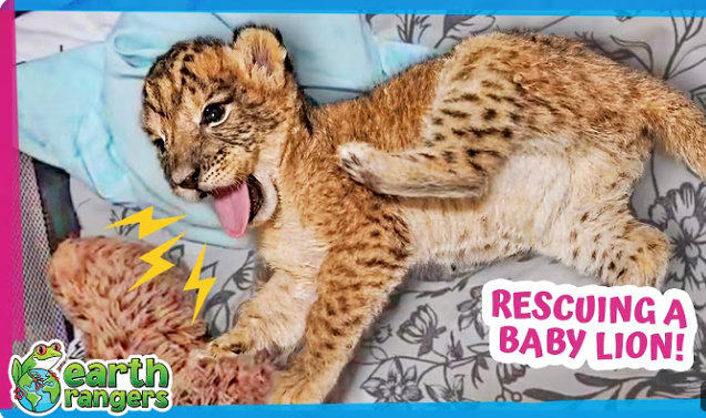 This Baby Lion Doesn’t Know How to Be a Lion