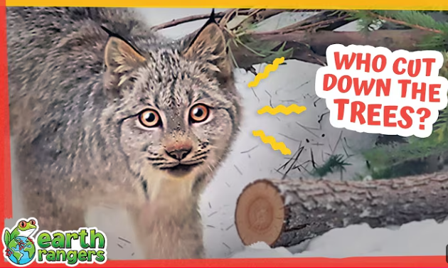 Why Does This Lynx’s Forest Look So Strange?
