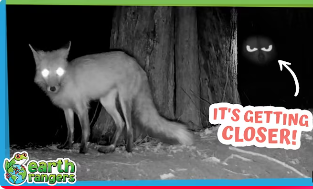 Something Is Sneaking Around This Fox Den at Night! 