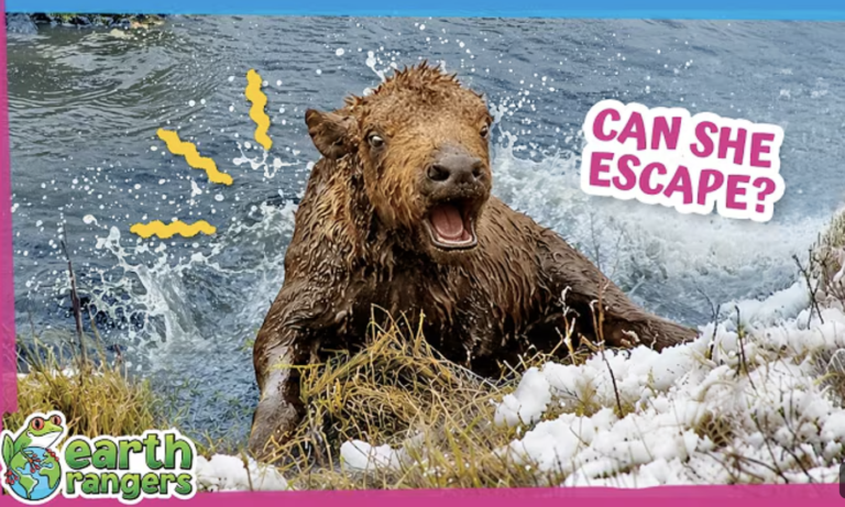 This Tiny Bison Fell Into an Icy Pond!