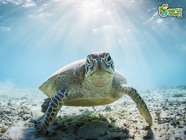 Lend a Helping Flipper on World Sea Turtle Day!