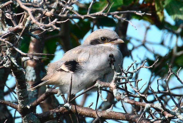 Shrike chick