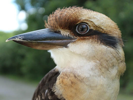 Kookabara Kookabara