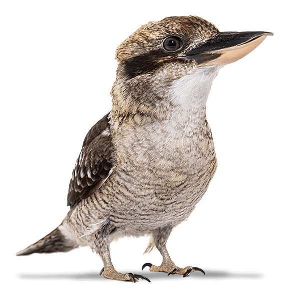 Kookabara Kookabara