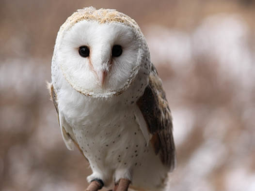 Photo of Sonic Photo of Sonic