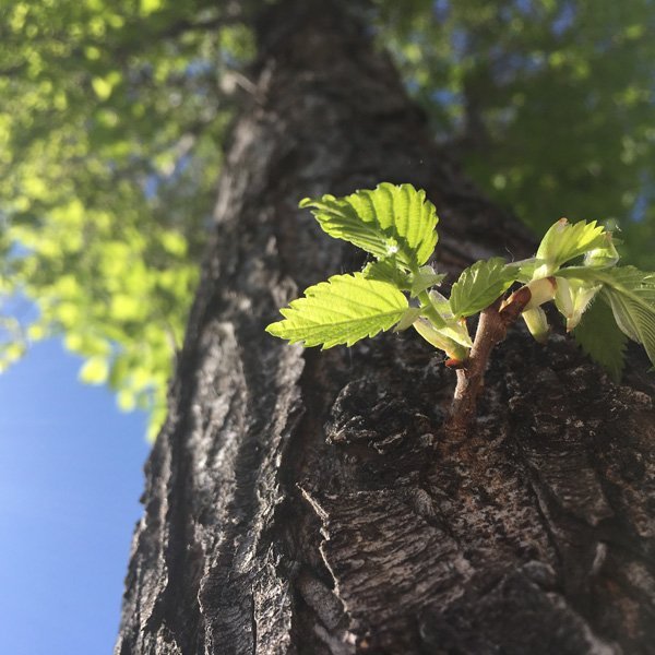 Fantastic forests and the secret weapons that keep them healthy!