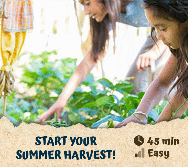 Start your summer harvest!